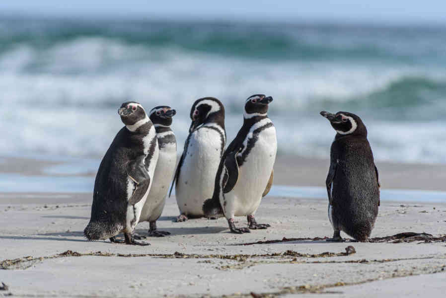 Pingüino de Magallanes - islas Falkland o Malvinas 08.jpg